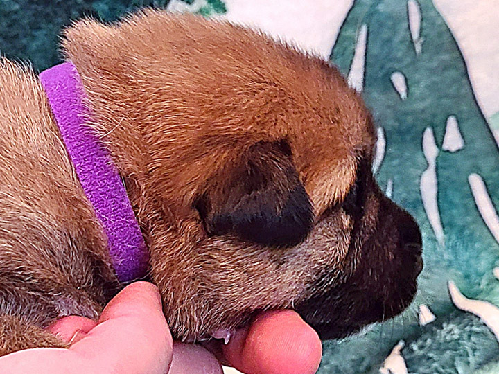 chinook puppy